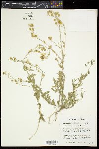 Paysonia grandiflora image