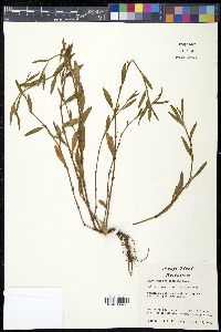 Polygonum ramosissimum image