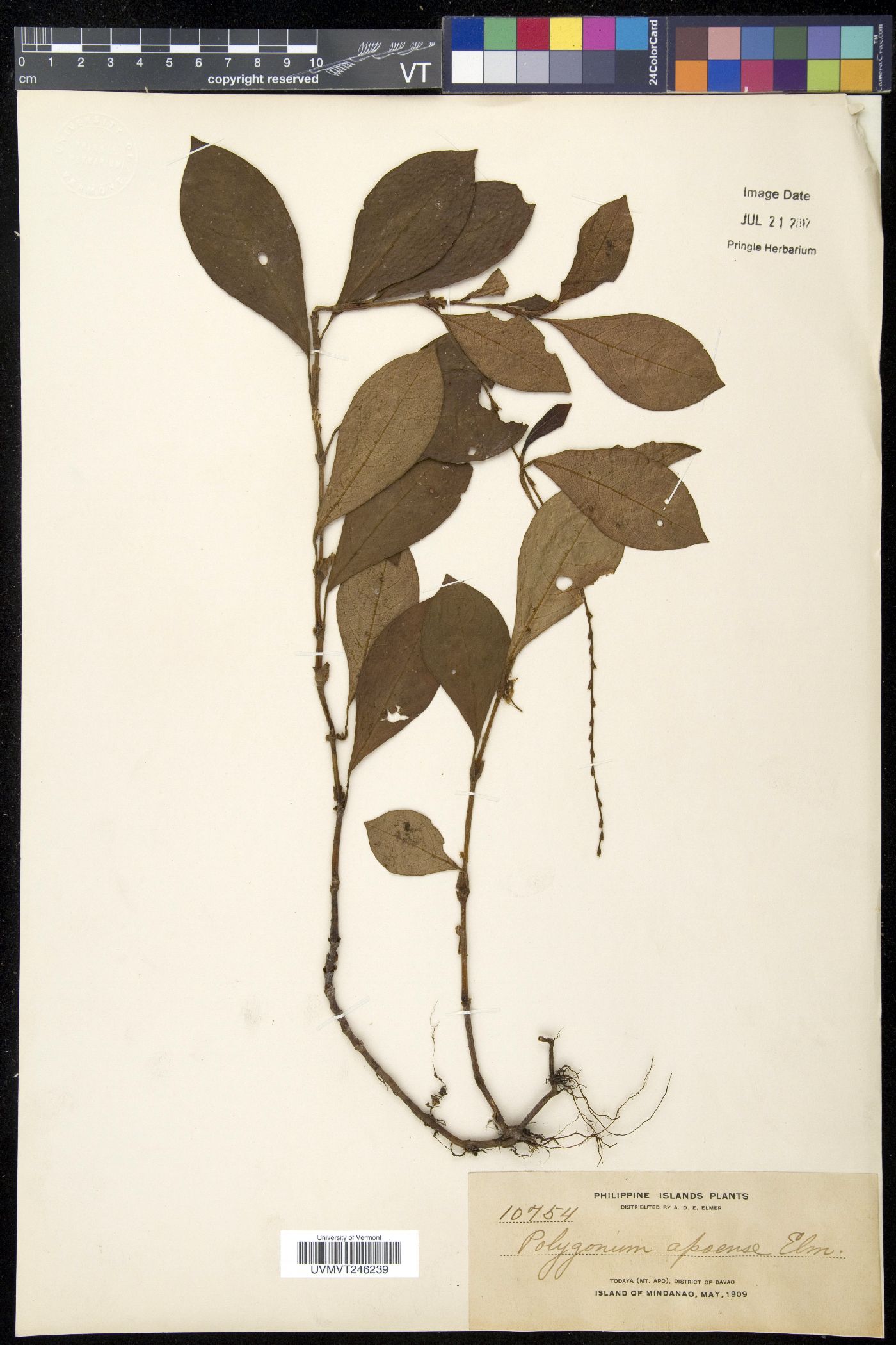 Persicaria apoensis image