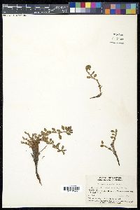 Polygonum cognatum image