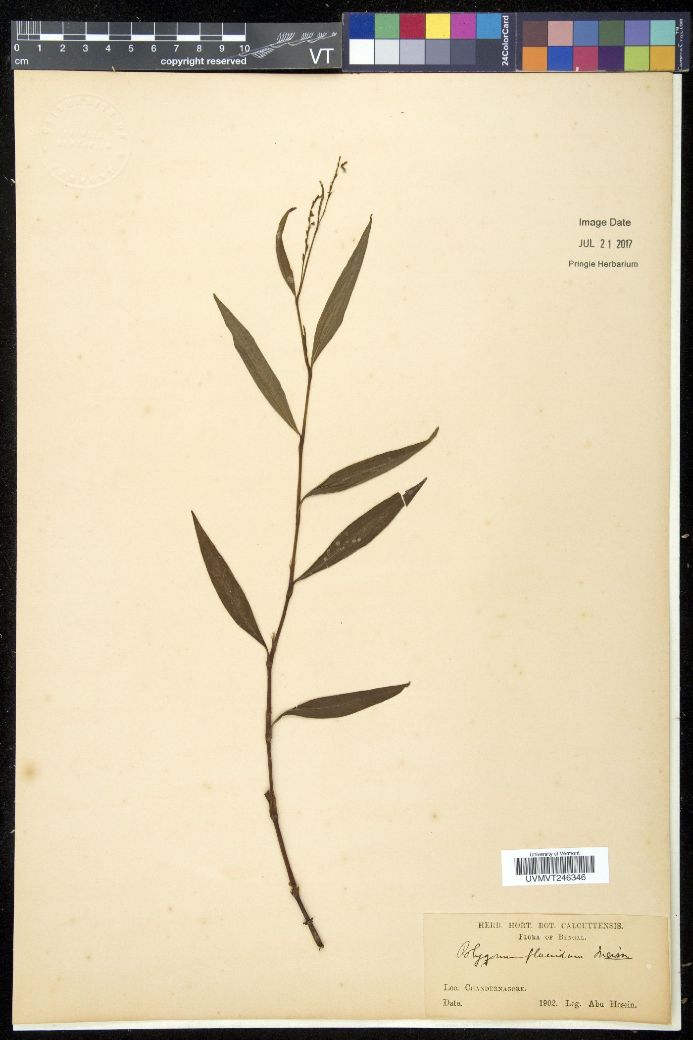 Polygonum flaccidum image