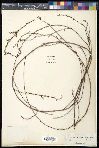 Polygonum equisetiforme image