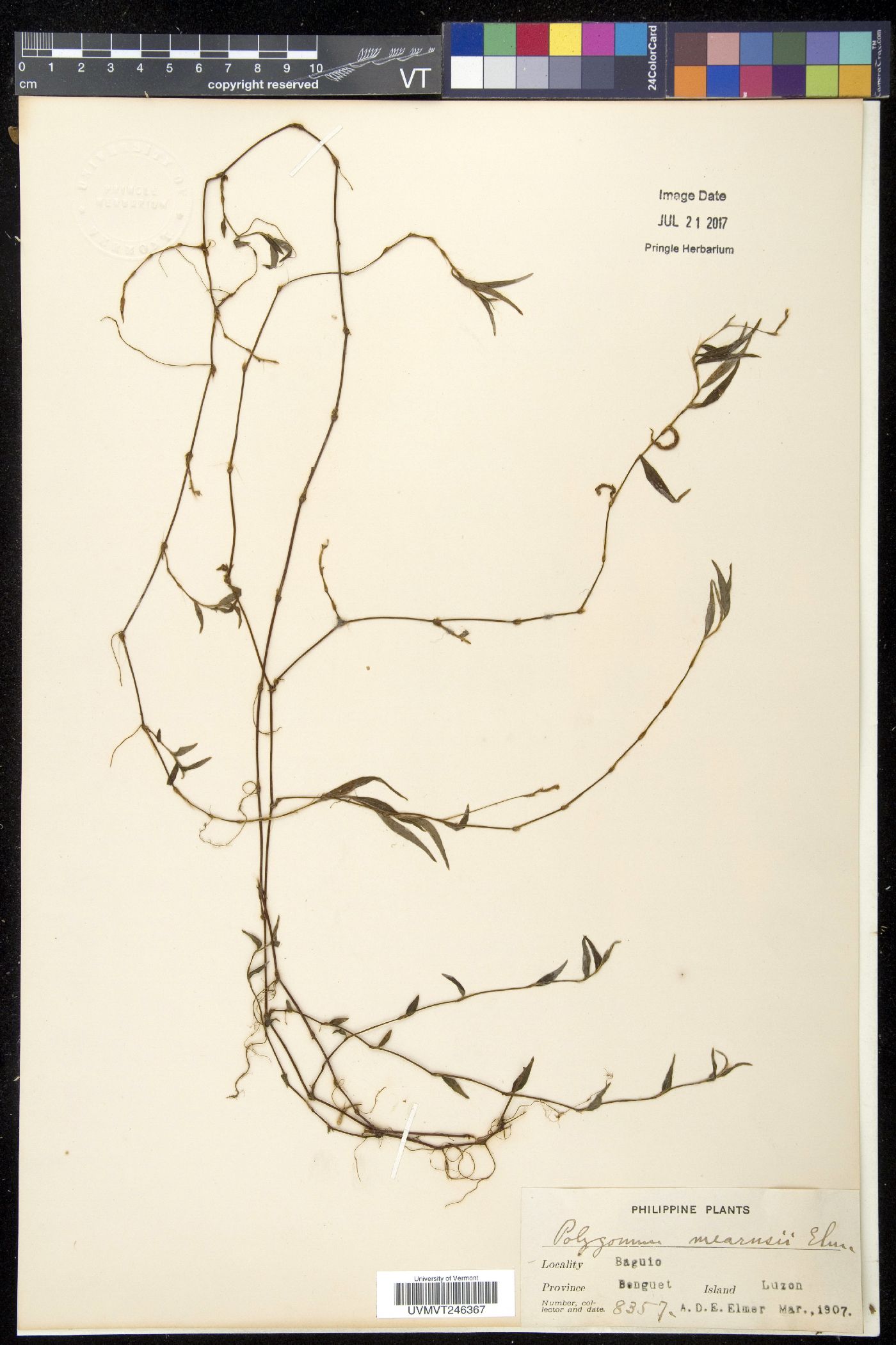 Persicaria posumbu subsp. mearnsii image