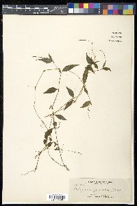 Polygonum posumbu image