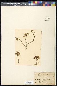 Polygonum sibiricum image