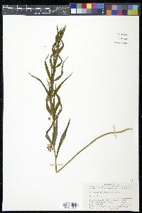 Polygonum sibiricum image