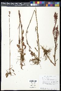 Rumex hastatulus image