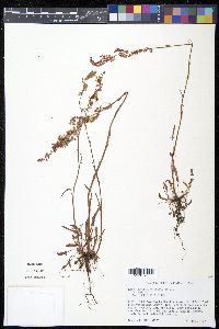 Rumex hastatulus image