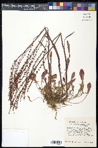 Rumex hastatulus image