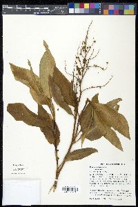 Rumex patientia image