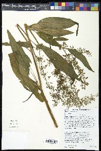 Rumex verticillatus image