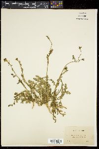 Muricaria prostrata image