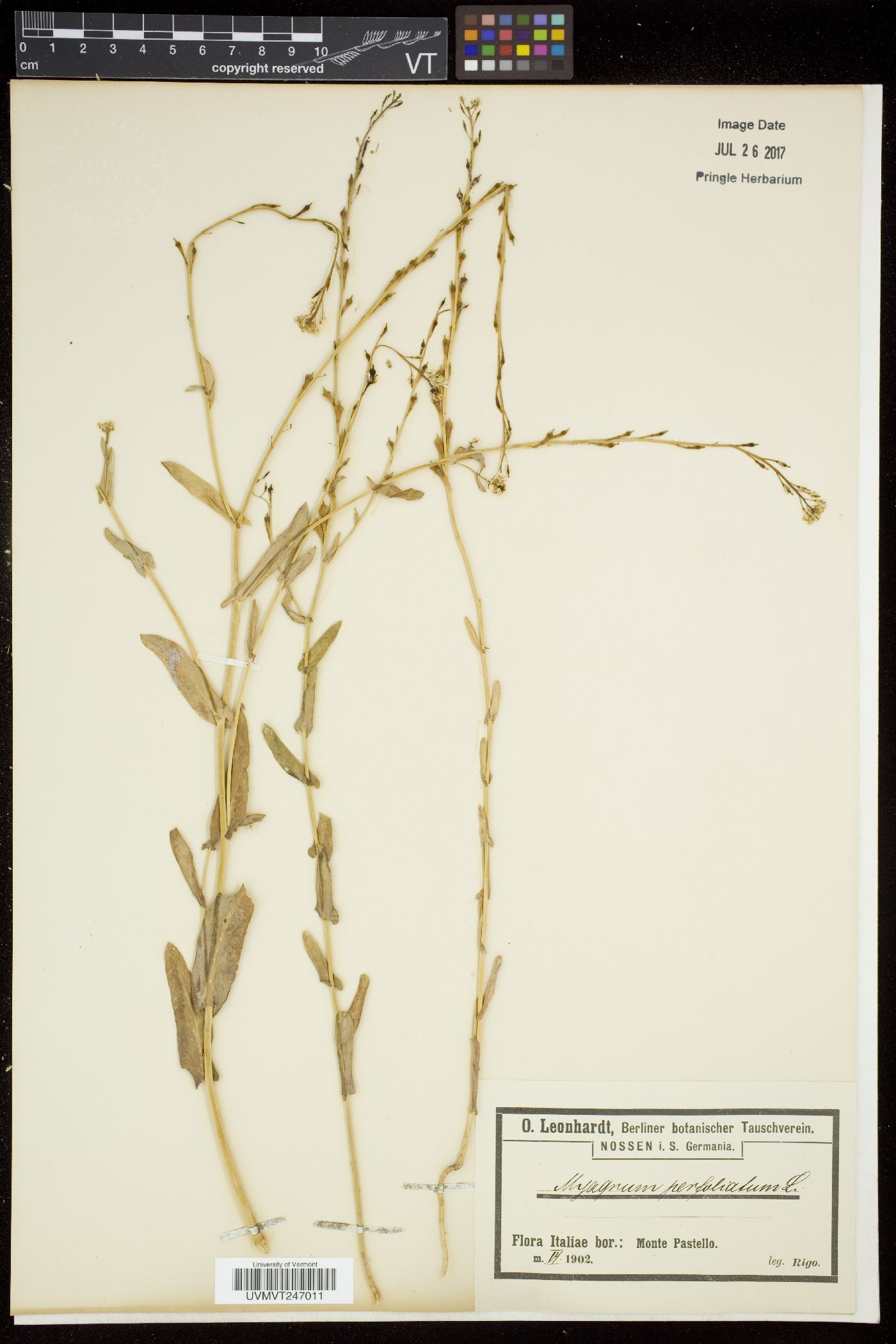Myagrum perfoliatum image