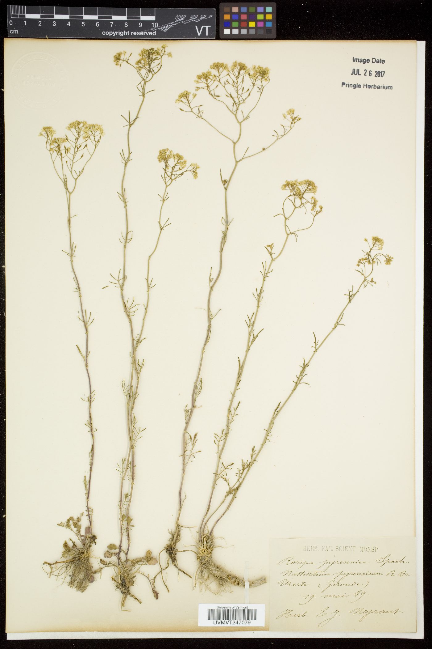 Rorippa pyrenaica image