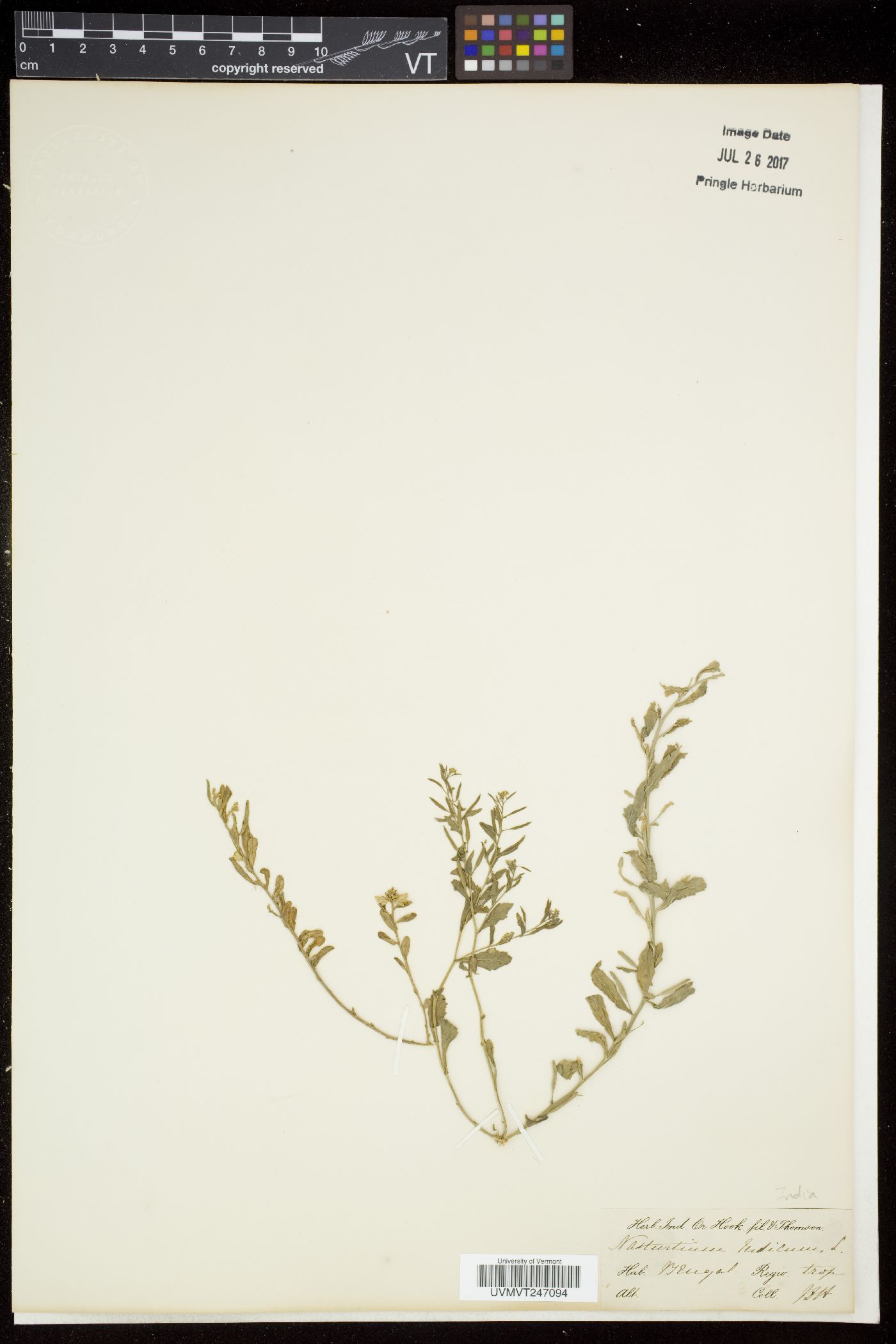 Rorippa indica image