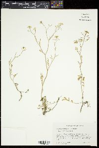 Rorippa sylvestris image