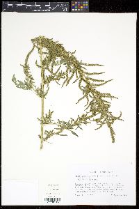 Amaranthus tuberculatus image