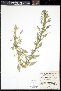 Amaranthus torreyi image
