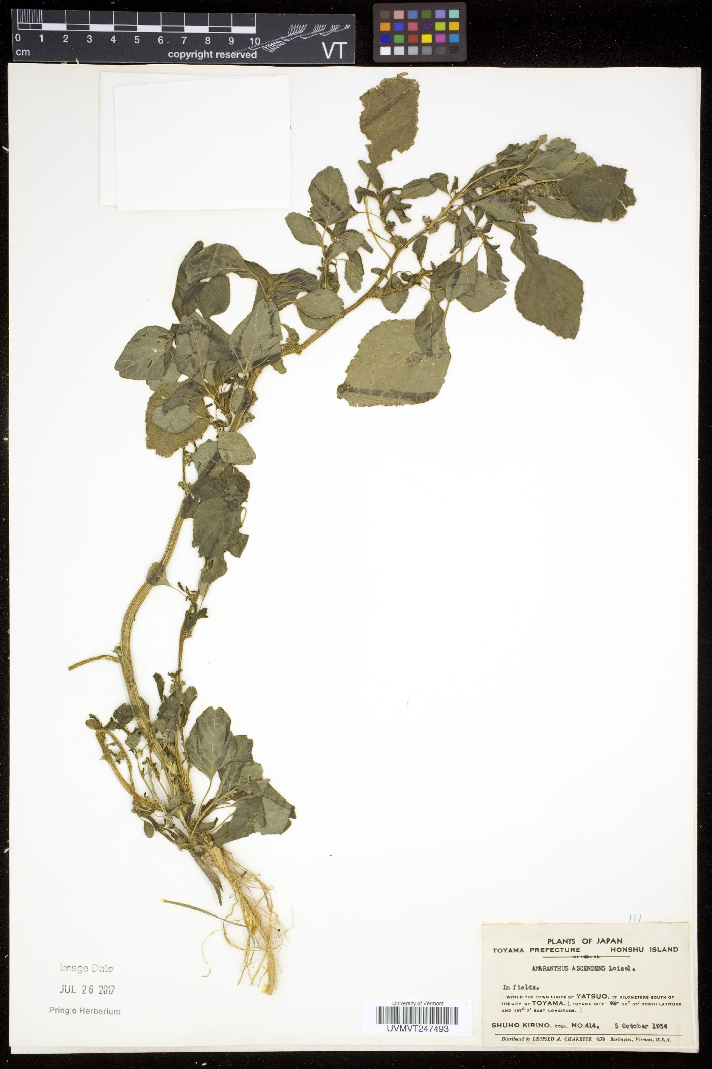 Amaranthus blitum var. blitum image