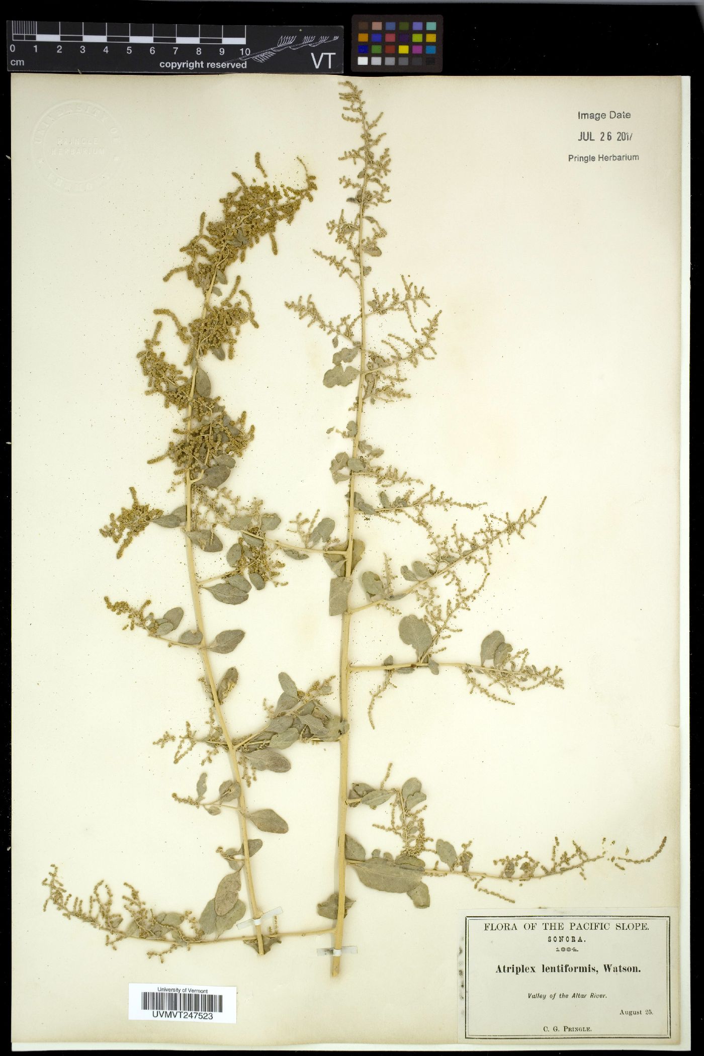Archiatriplex image