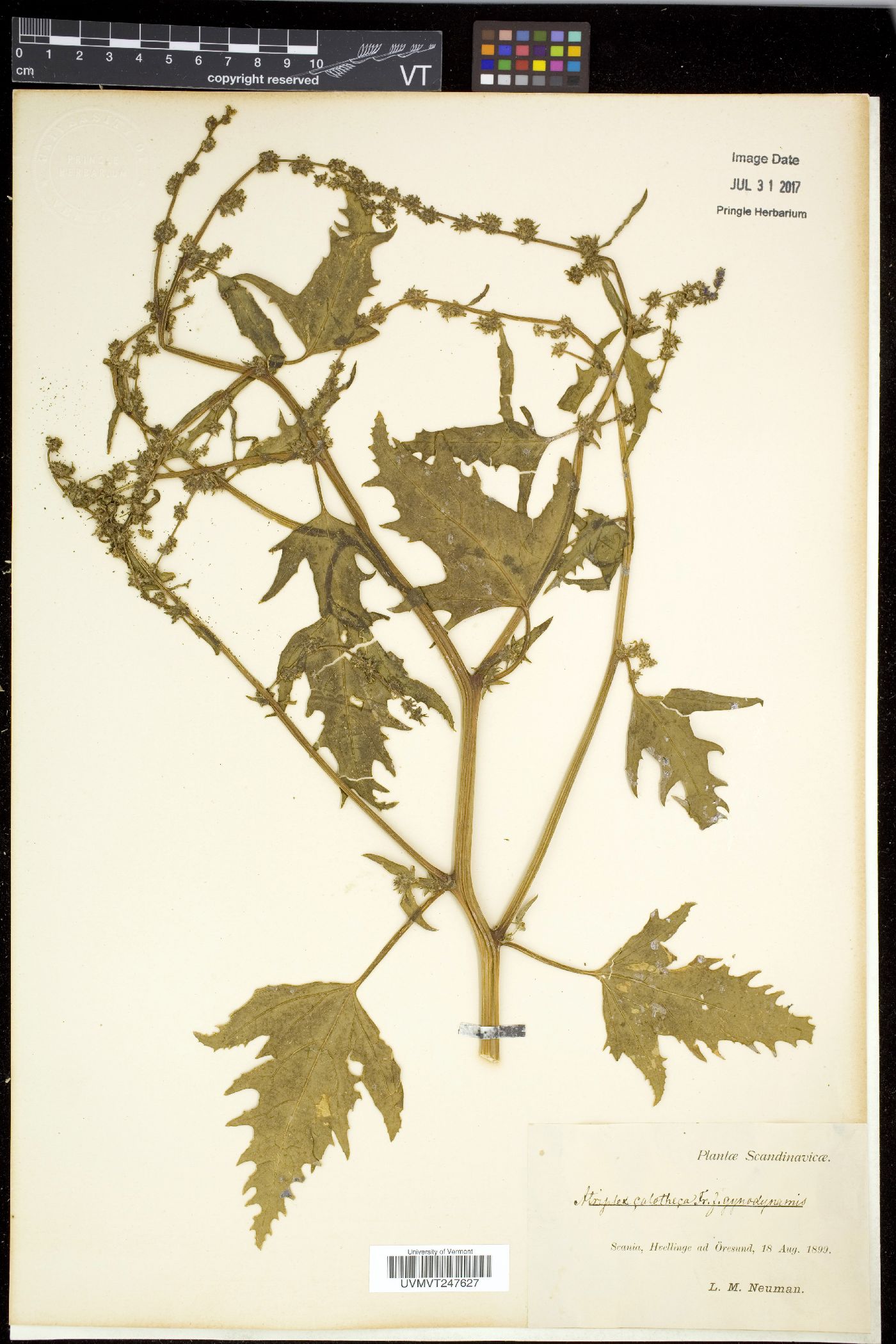 Archiatriplex image