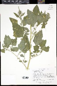 Chenopodium bushianum image