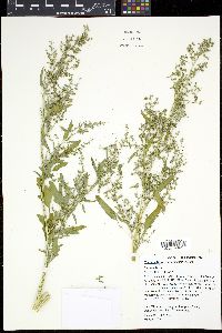 Chenopodium album var. missouriense image