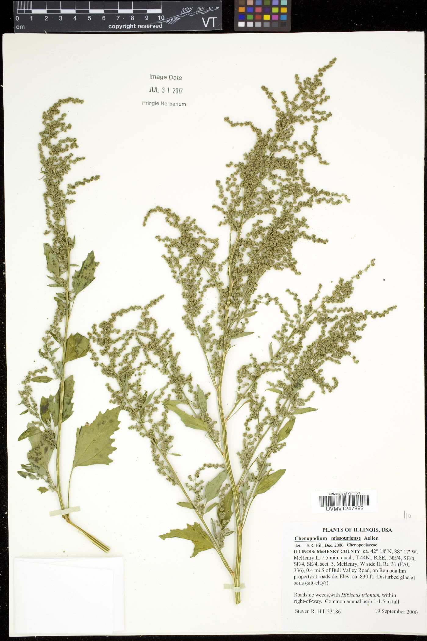 Chenopodium album var. missouriense image