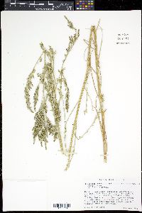 Chenopodium pratericola image