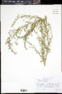 Chenopodium standleyanum image