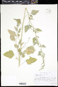 Chenopodium standleyanum image