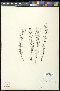 Drosera peltata image