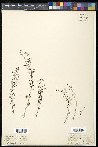 Drosera peltata image