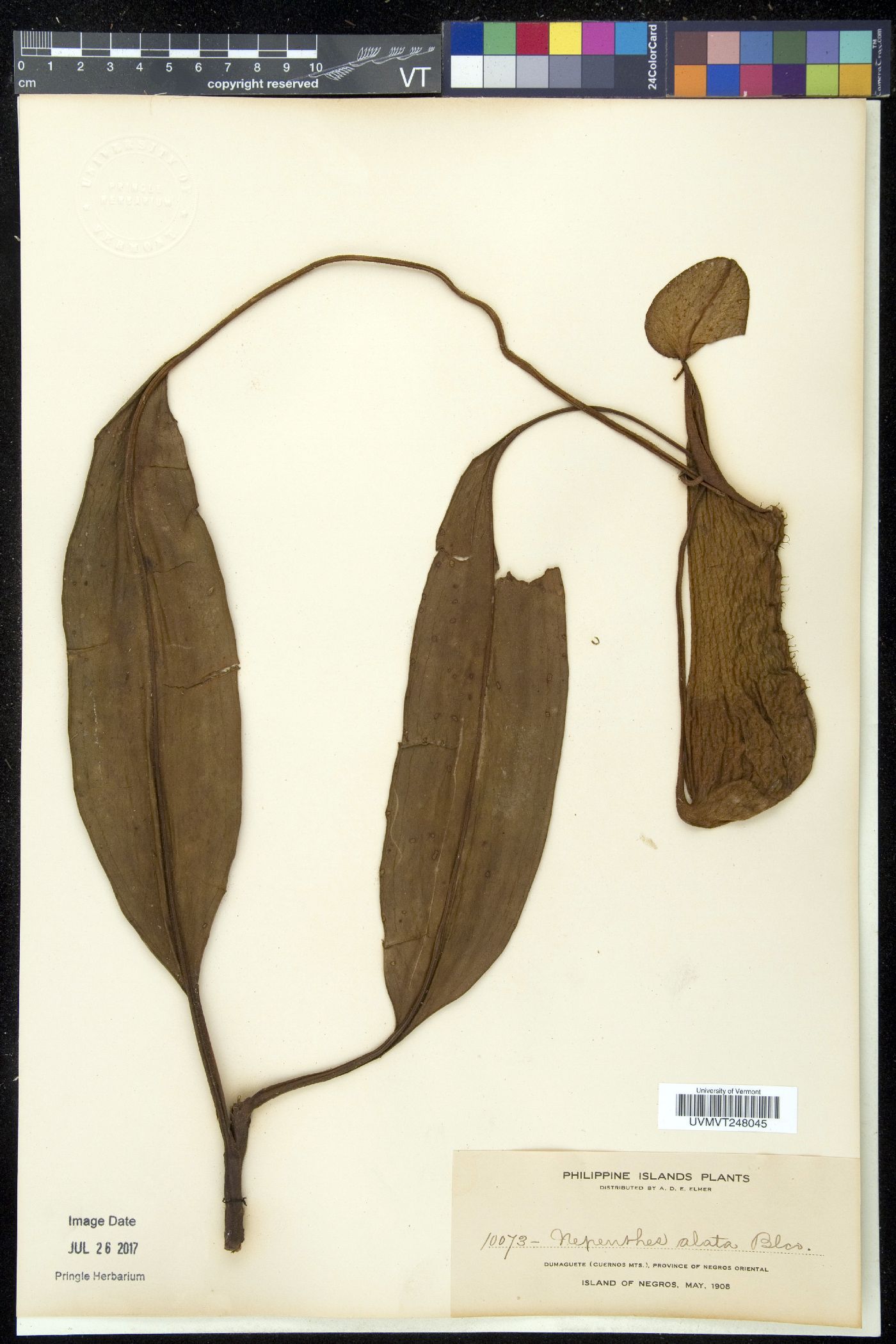 Nepenthes alata image
