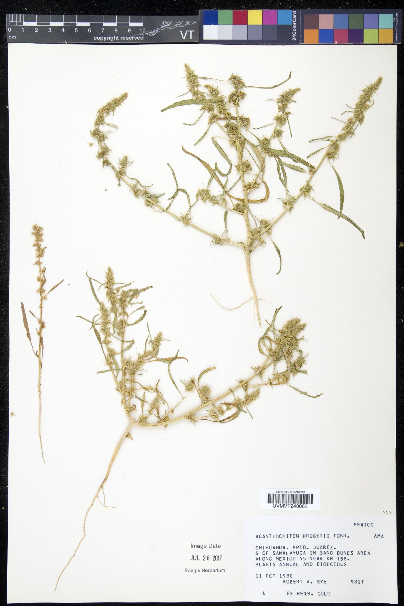 Acanthochiton image