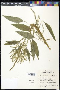 Acnida cannabina image