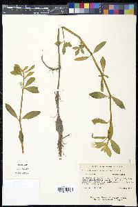 Alternanthera philoxeroides image