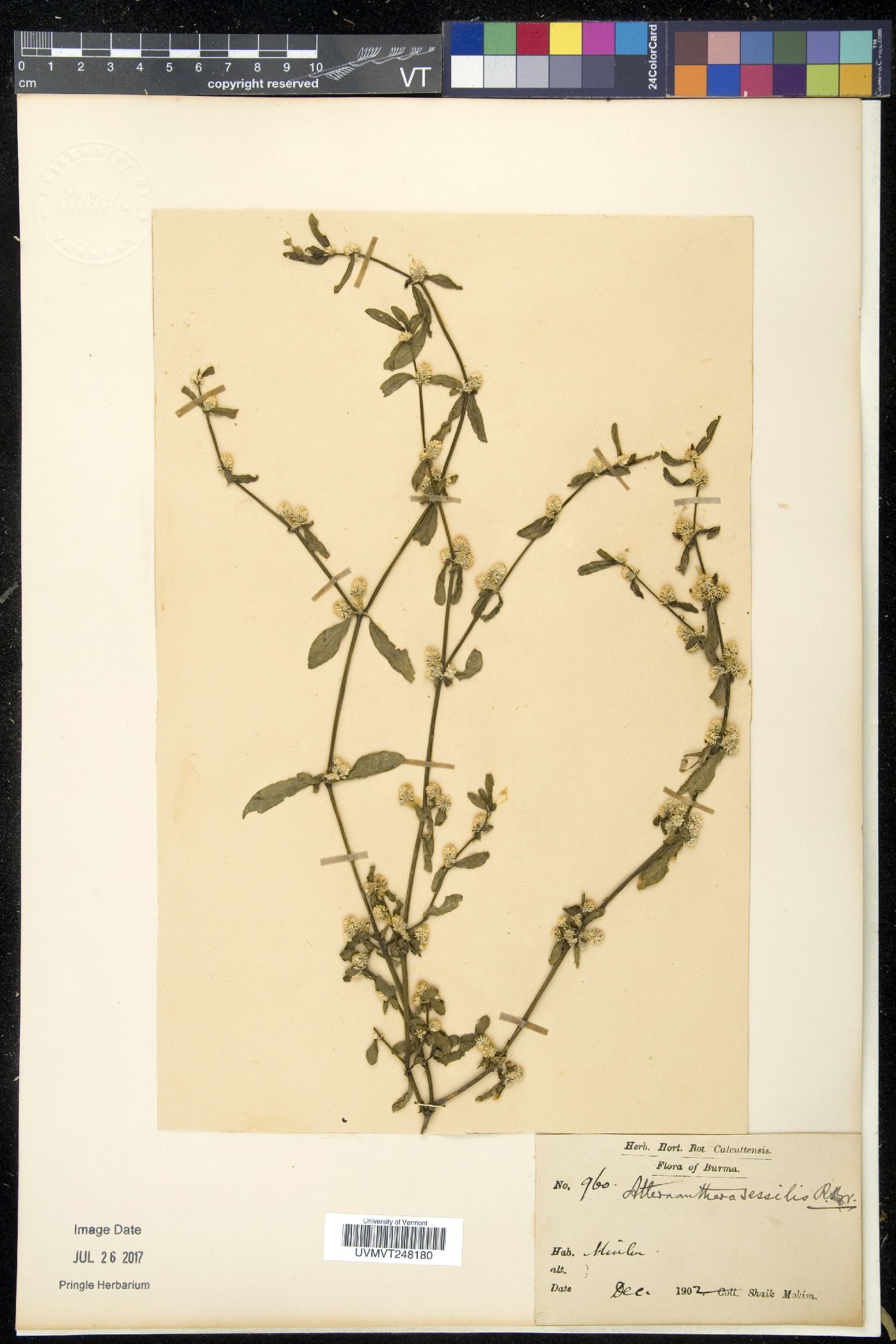 Alternanthera sessilis image