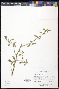 Amaranthus greggii image