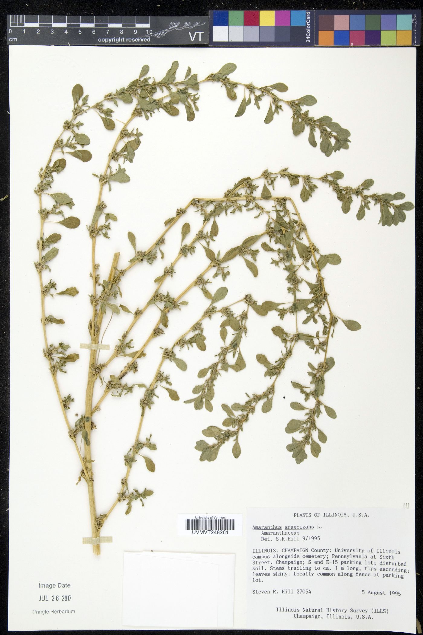 Amaranthus graecizans image