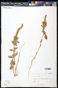 Amaranthus hybridus image