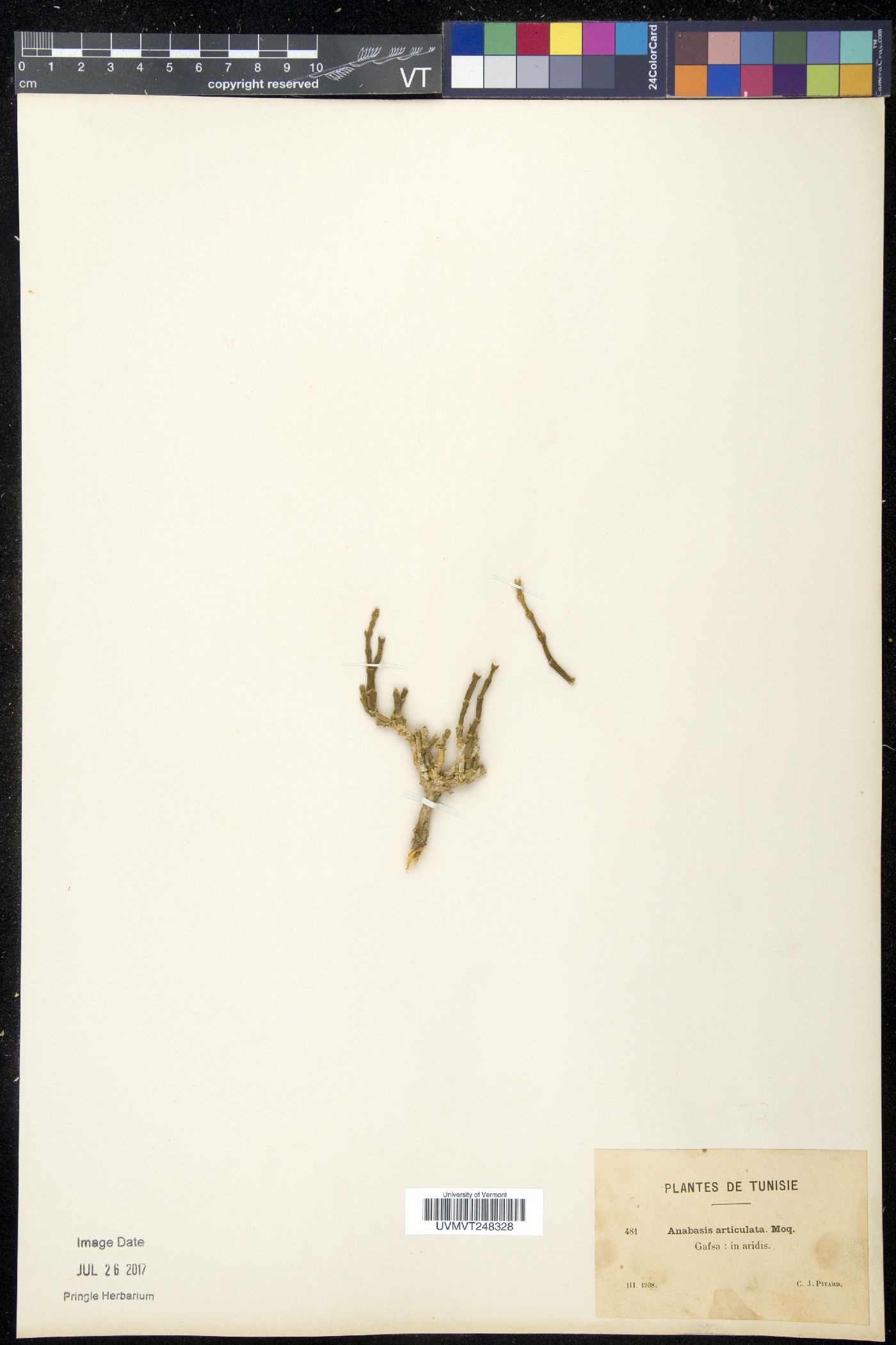 Anabasis image
