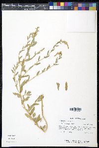 Atriplex arenaria image