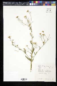 Thelypodiopsis vaseyi image