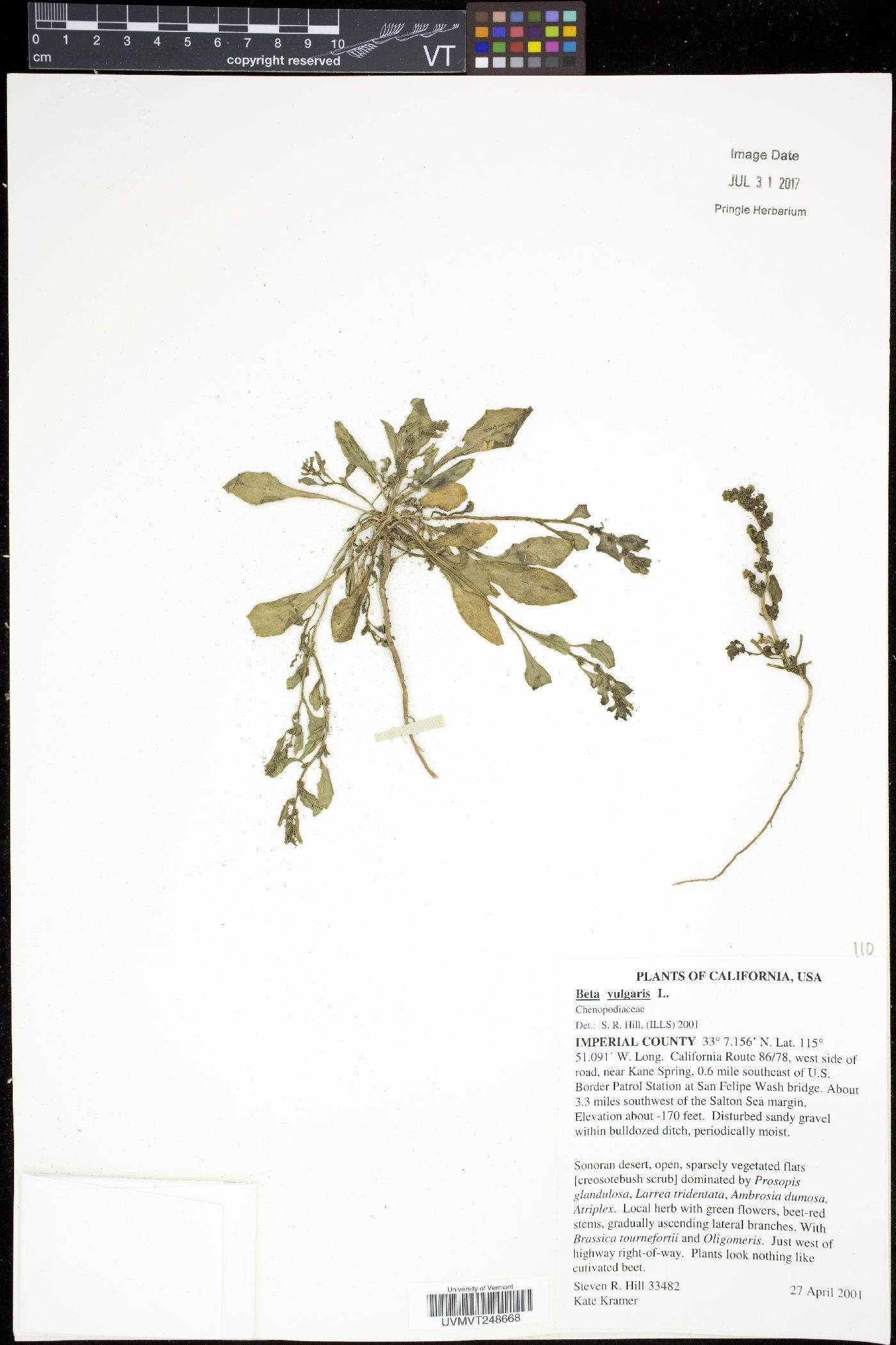 Beta vulgaris image