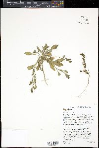 Beta vulgaris image