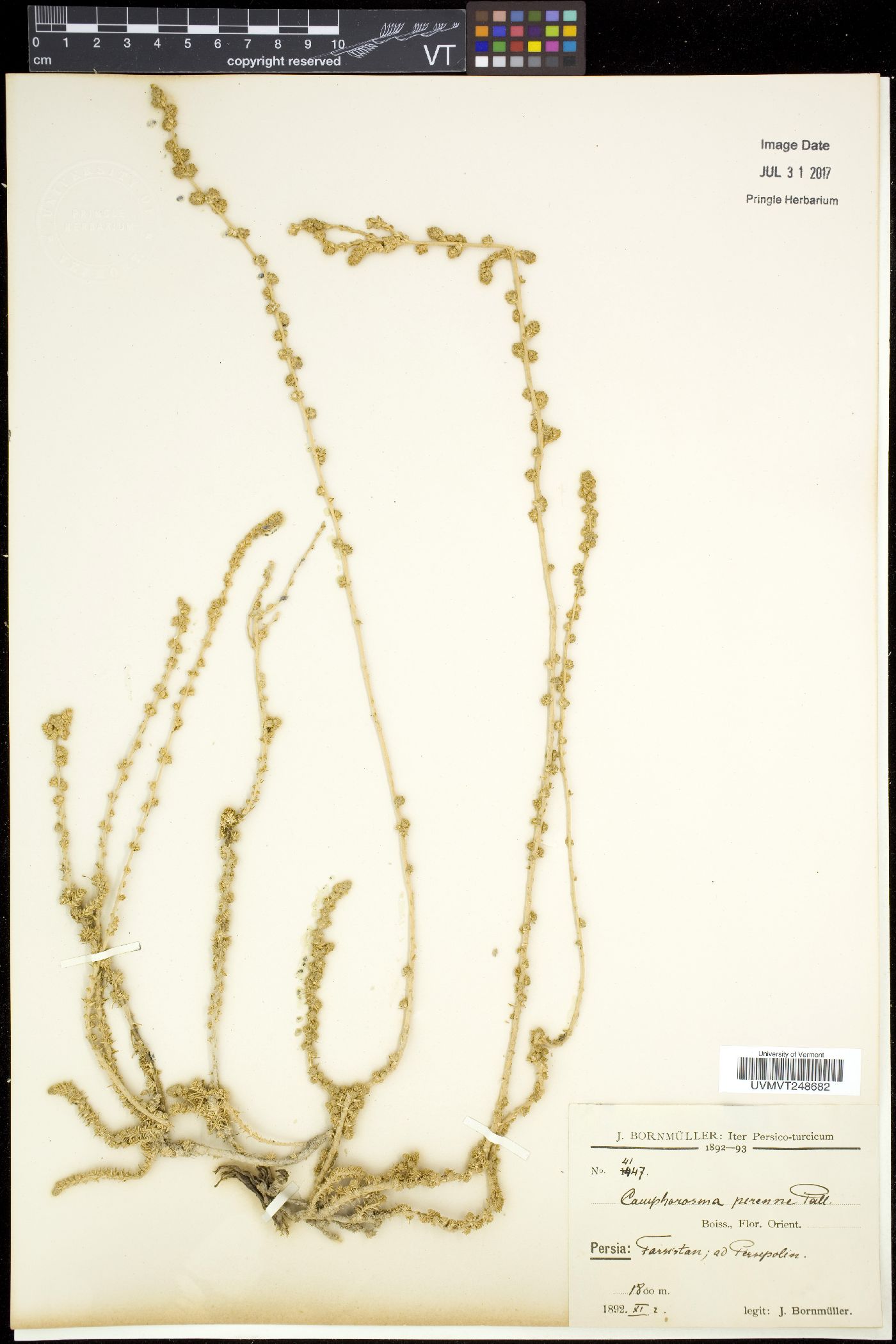Camphorosma image