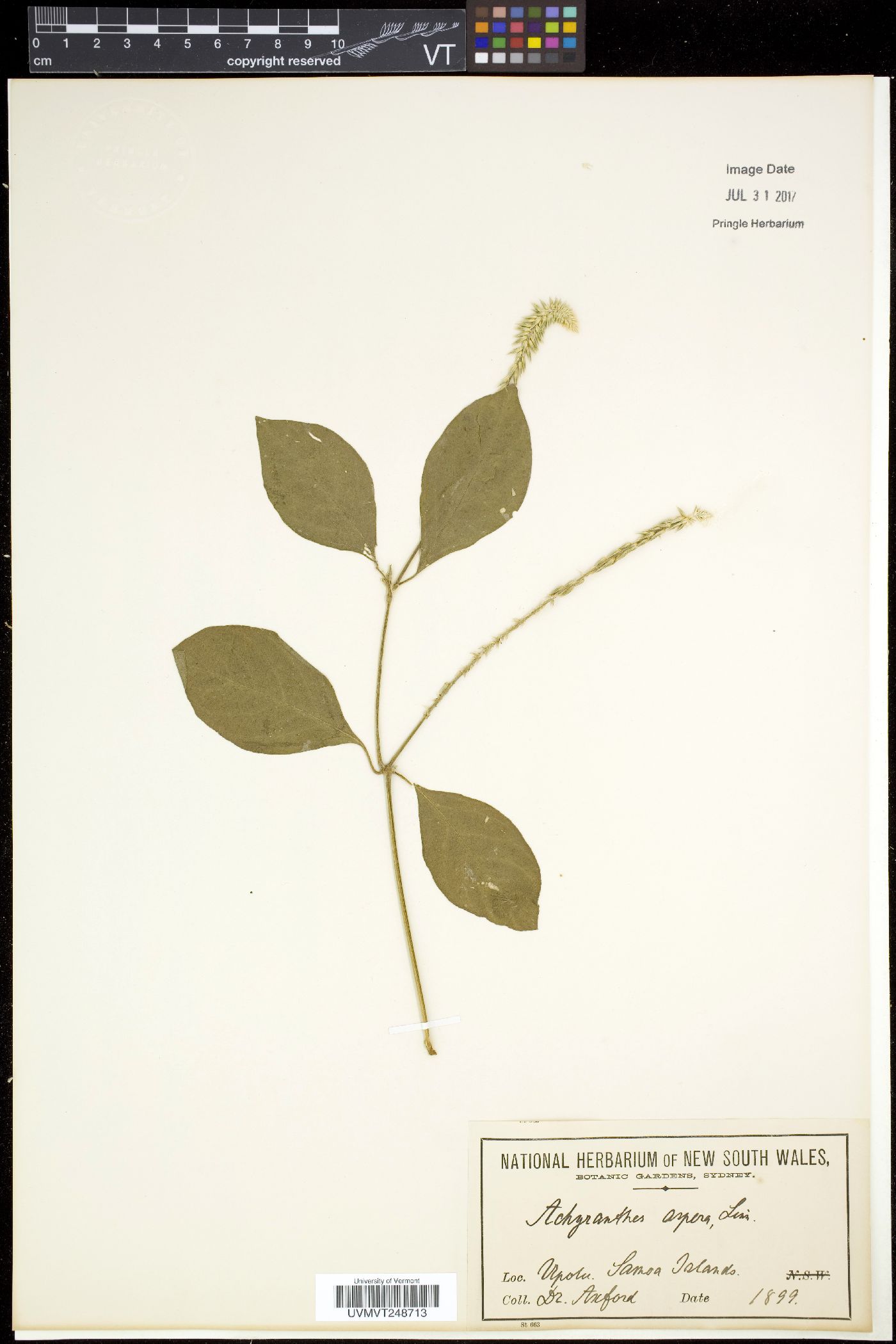 Centrostachys image