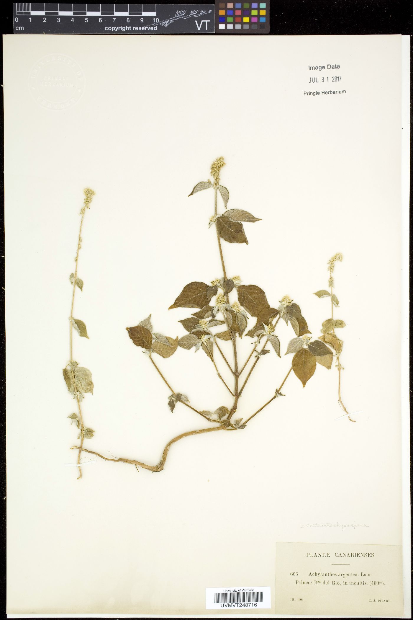 Centrostachys image