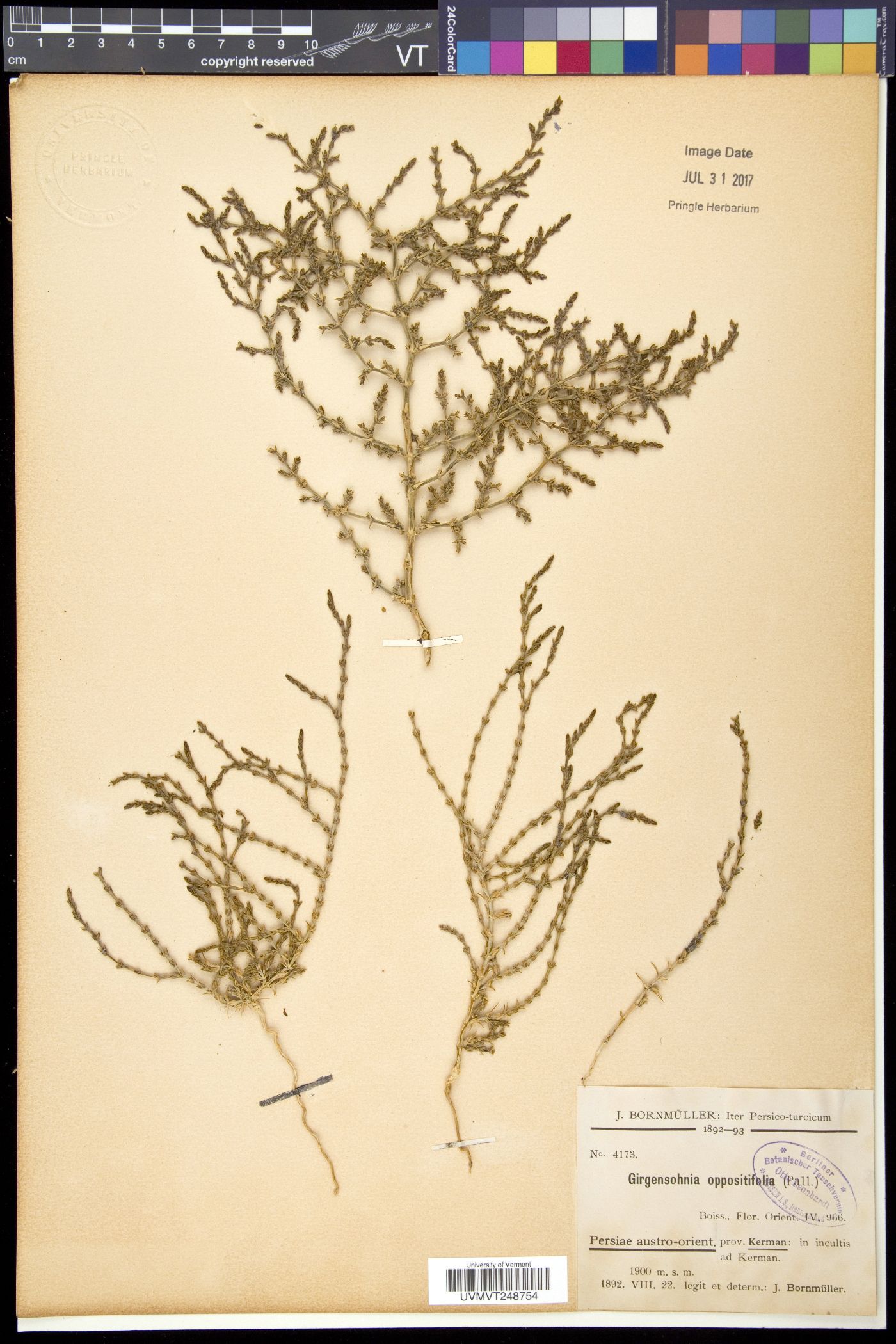 Girgensohnia image